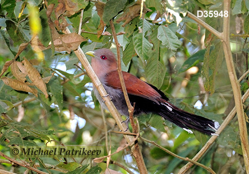 Squirrel Cuckoo (Piaya cayana)